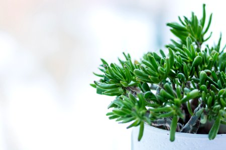 selective focus photography of green leafed plant