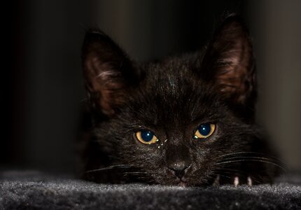 Young cat cat snuggle photo