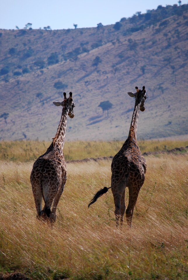Giraffe africa zambia