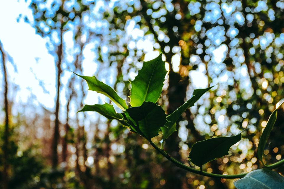 Hadleigh, United kingdom, Forest
