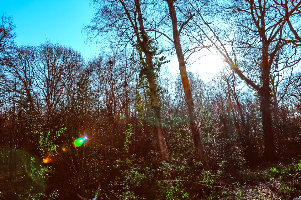 Hadleigh, United kingdom, Green
