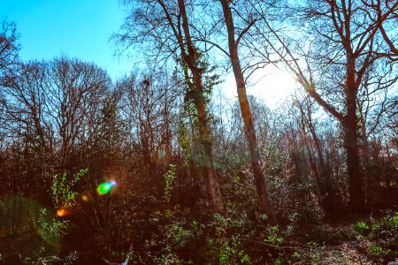 Hadleigh, United kingdom, Green photo