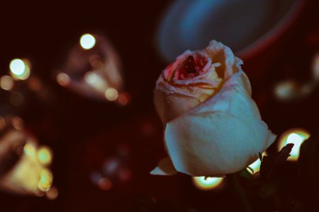 Valentines, Pink, Light