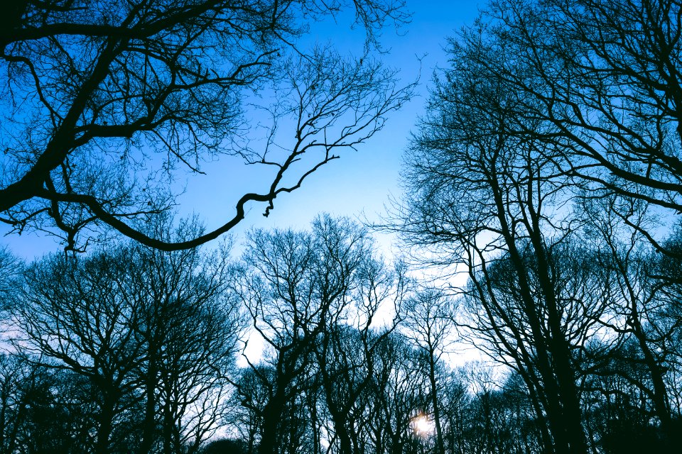 Blue, Scape, Silhouette