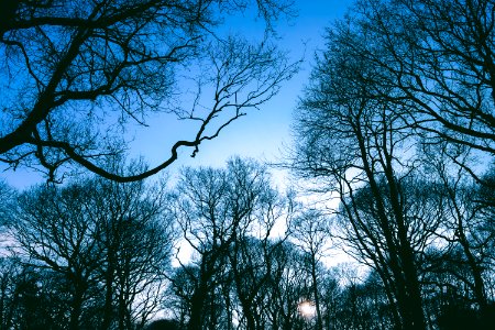 Blue, Scape, Silhouette