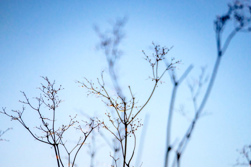 Blue, Blur, Grass