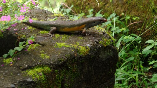 Nature reptile garden