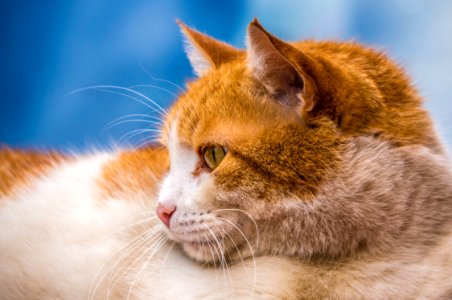 Cherepovets, Russia, Cat
