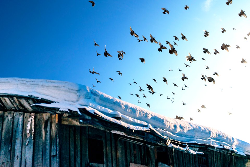photography of flock of birds