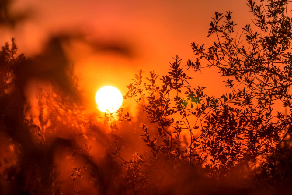 silhouette of trees and sun