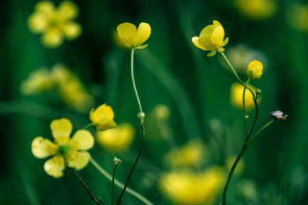 closeup photo of yellow petaled flowers photo