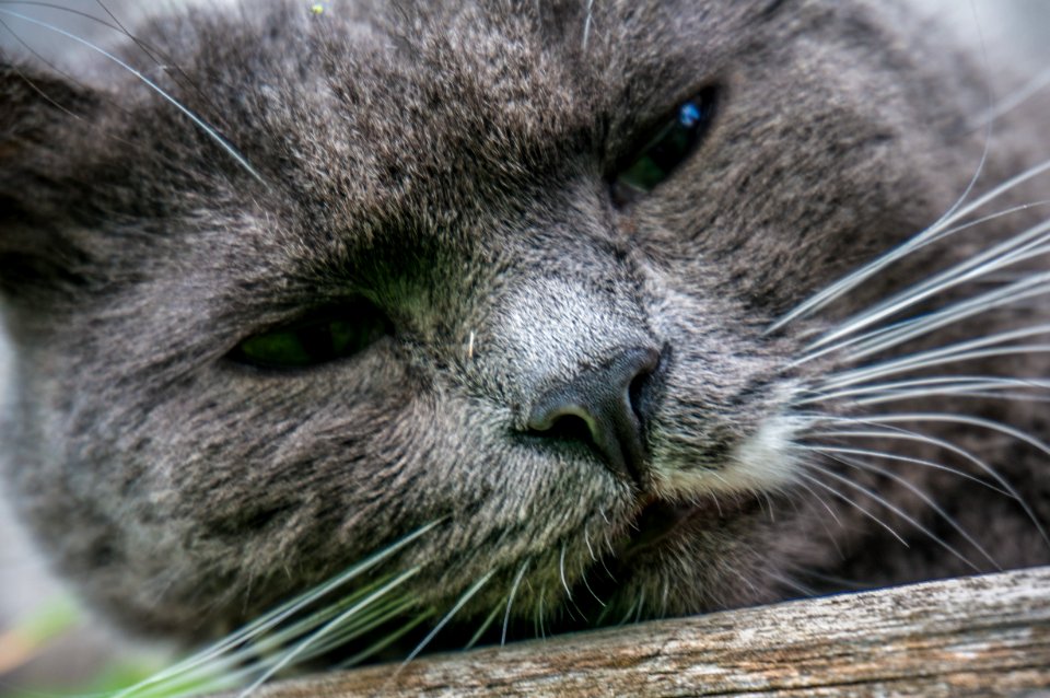 Cherepovets, Russia, Cat