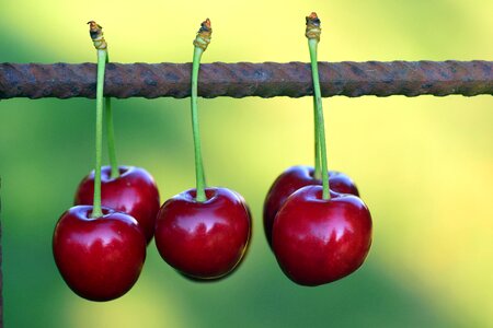 Red sweet cherry nature