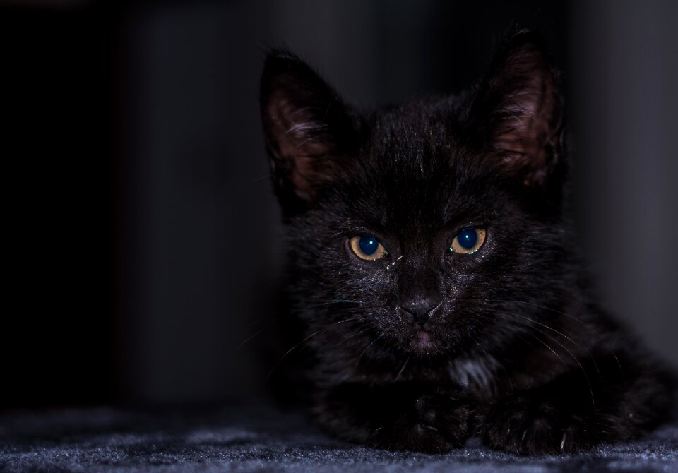 Young cat cat snuggle