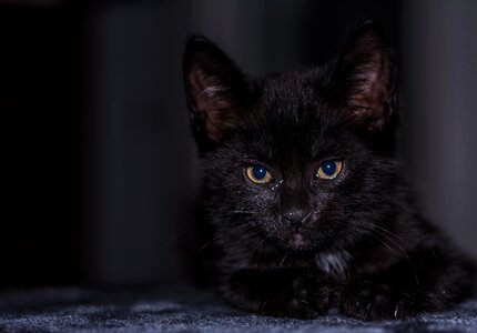 Young cat cat snuggle photo