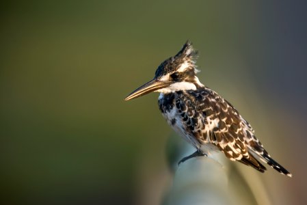 black and white bird photo