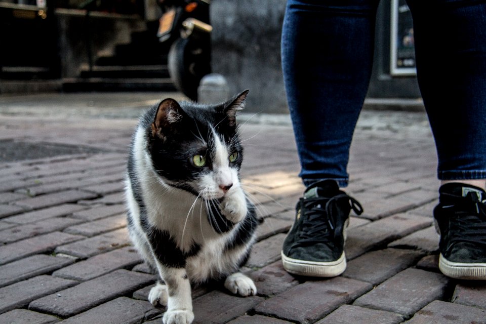 Stray, Streets, Animal