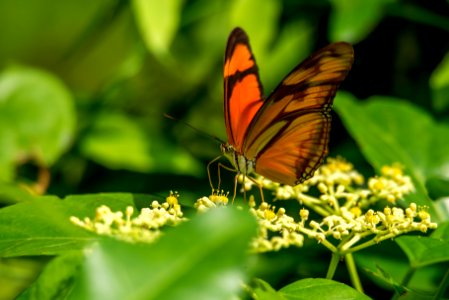 selective focus photography of orange butterfly perched on yellow petaled flower photo