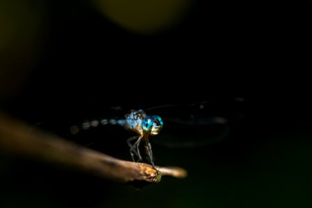 shallow focus photography blue dragonfly photo