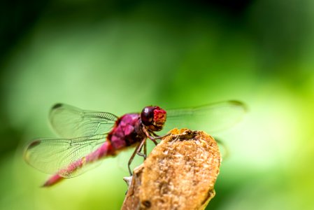 red dragonfly on brown tree branch