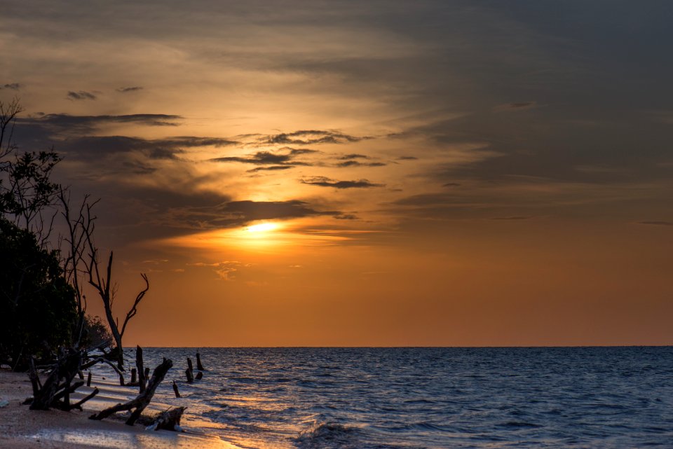 driftwood on shore photo