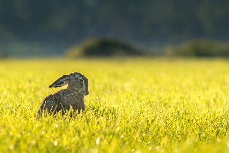 gray rabbit on grass photo