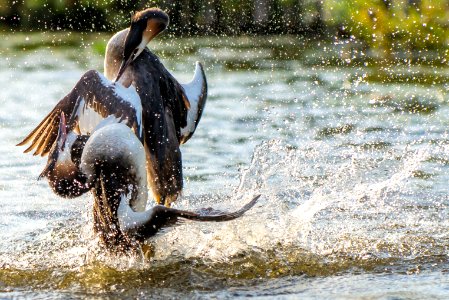 two fighting birds photo