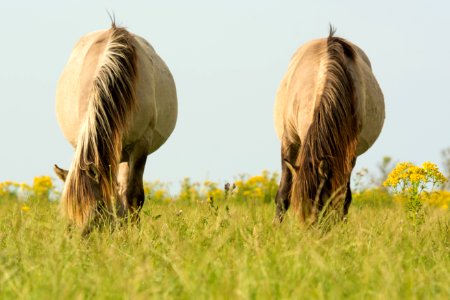 two brown horses eating grasses photo
