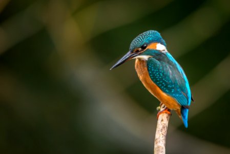 selective focus photography of blue kingfisher photo