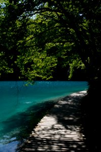 Tree, Lake, Plitvice lakes national park photo
