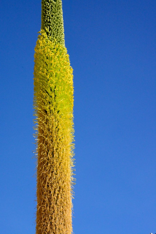 Oaxaca, Mexico, Flower