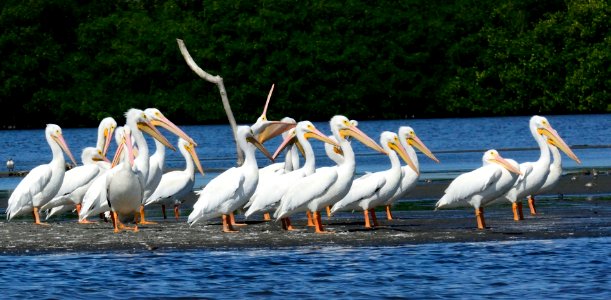 Mexico, Pelicans, Lake