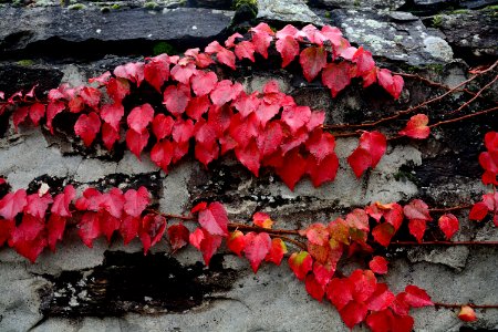 Francheville, France, Red