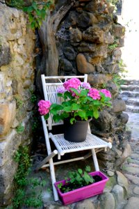 Pink, Hydrangea, Chair