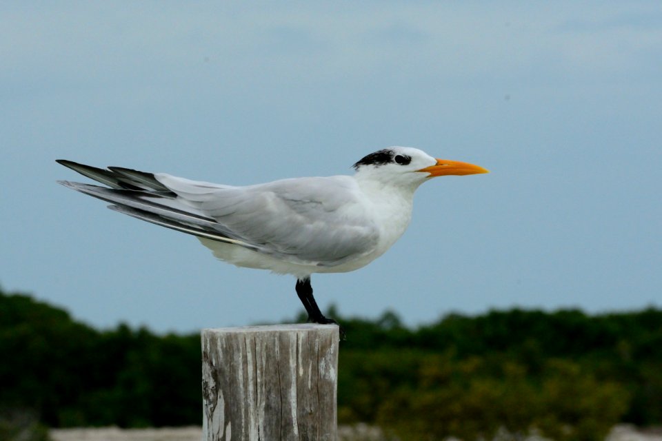 Bird, R a lagartos, Mexico