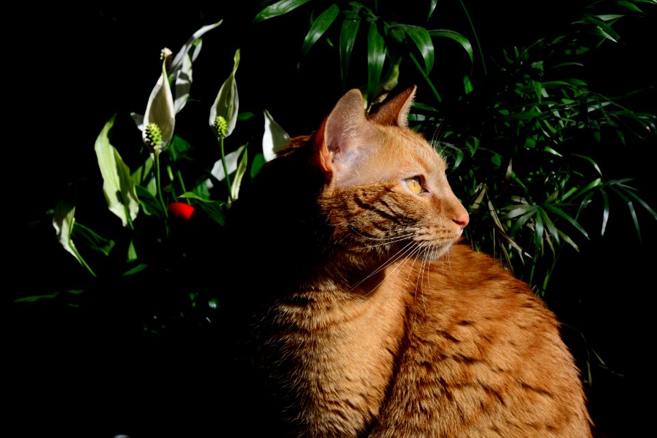 Cat, Francheville, France