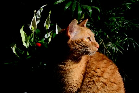 Cat, Francheville, France