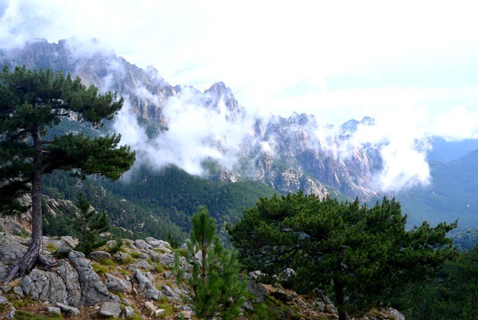 Corsica, Pine, Mountain photo