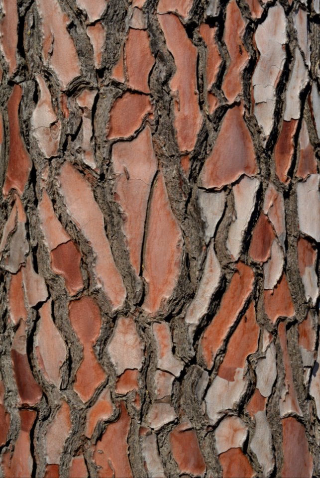 Corsica, France, Bark
