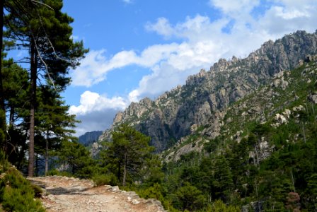Pine, Valley, Corsica photo