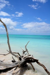 Beach, Tree, Sea