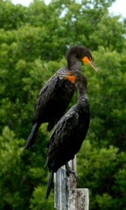 Cormorant, Mexico, Nature