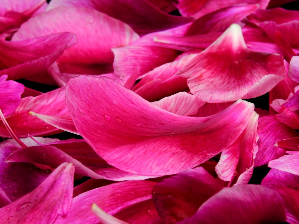 Blossom bloom close up