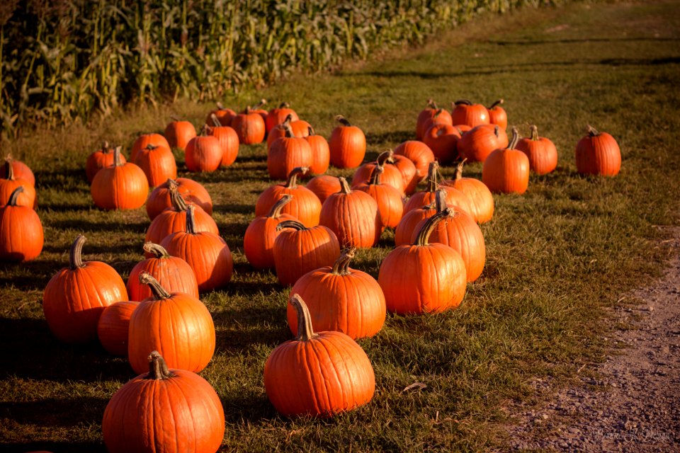 photography of pumpkins on ground at daytime