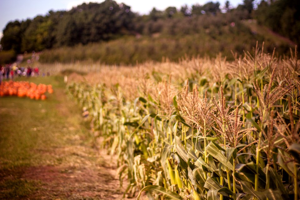 corn field during daytime