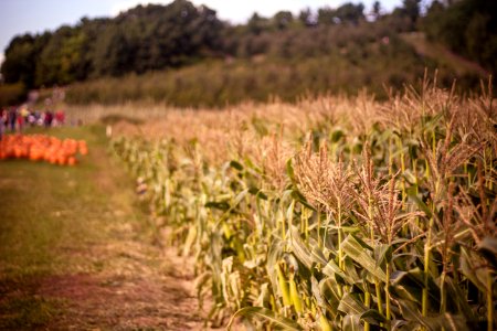corn field during daytime
