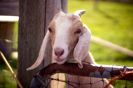 Cider hill farm, Amesbury, United states