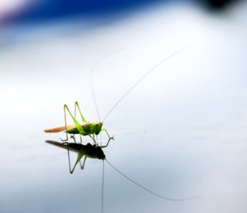 Grasshopper, Green, Hop