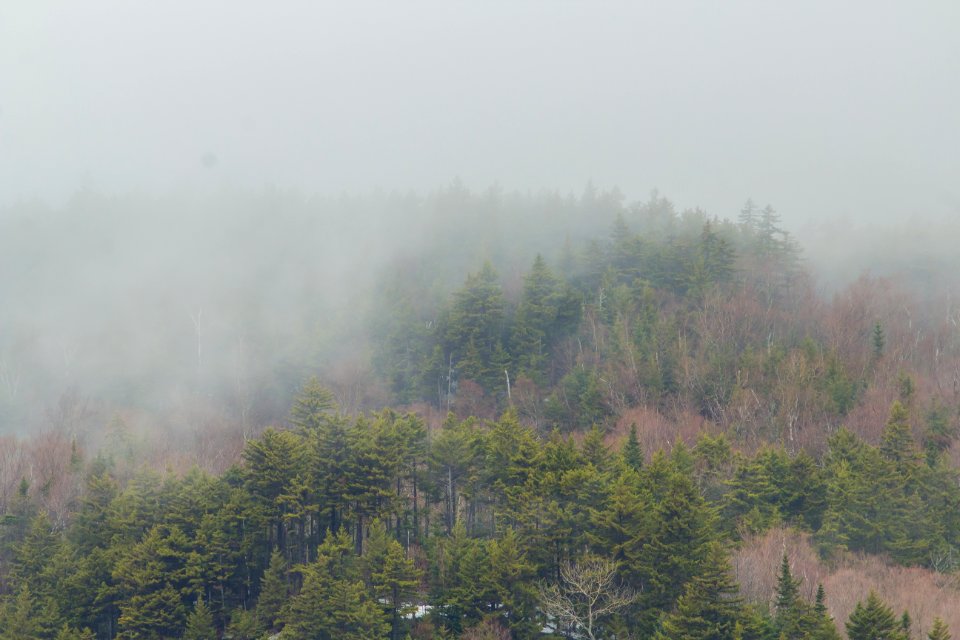 Conway, United states, Foggy