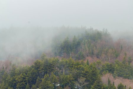 Conway, United states, Foggy photo
